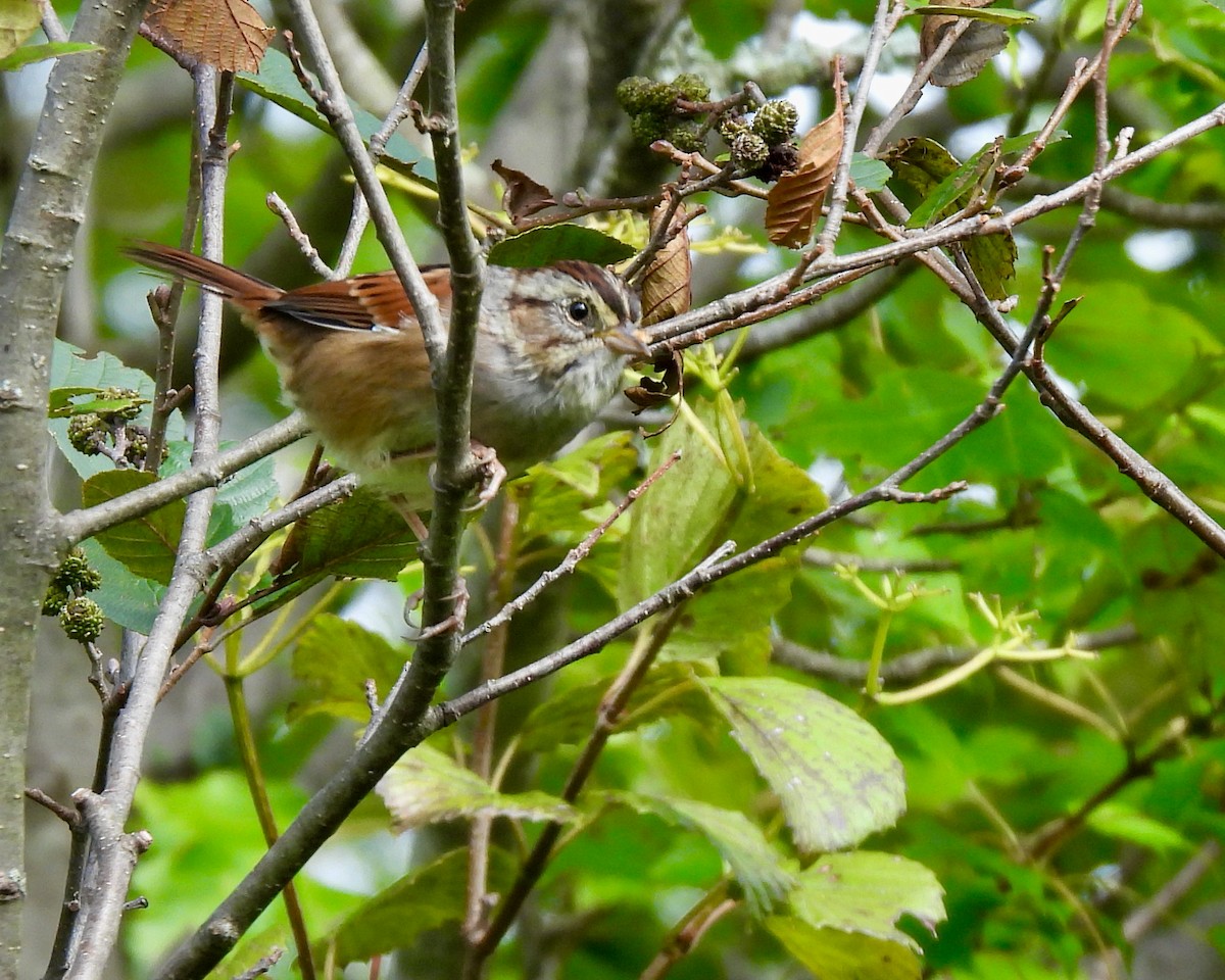 Swamp Sparrow - Lynne Harding