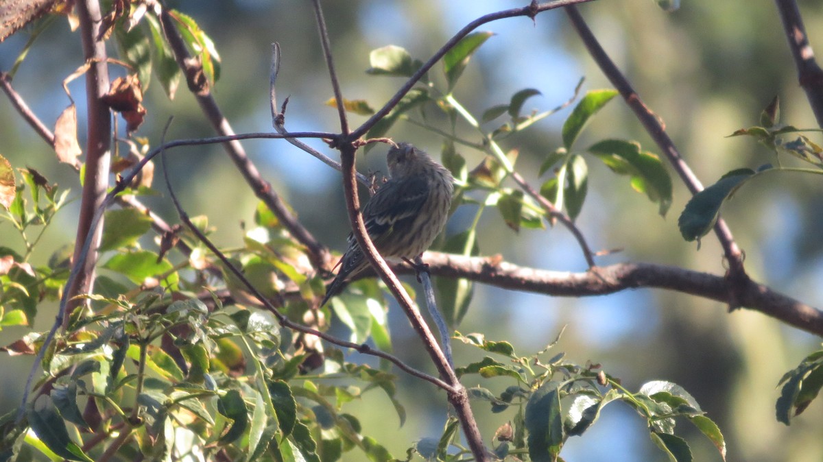 Pine Siskin - ML608730295