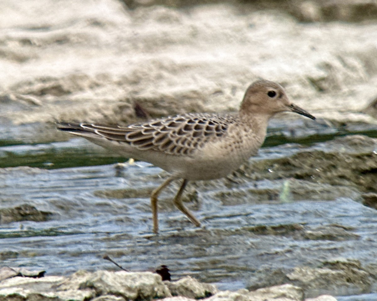 Buff-breasted Sandpiper - ML608730703