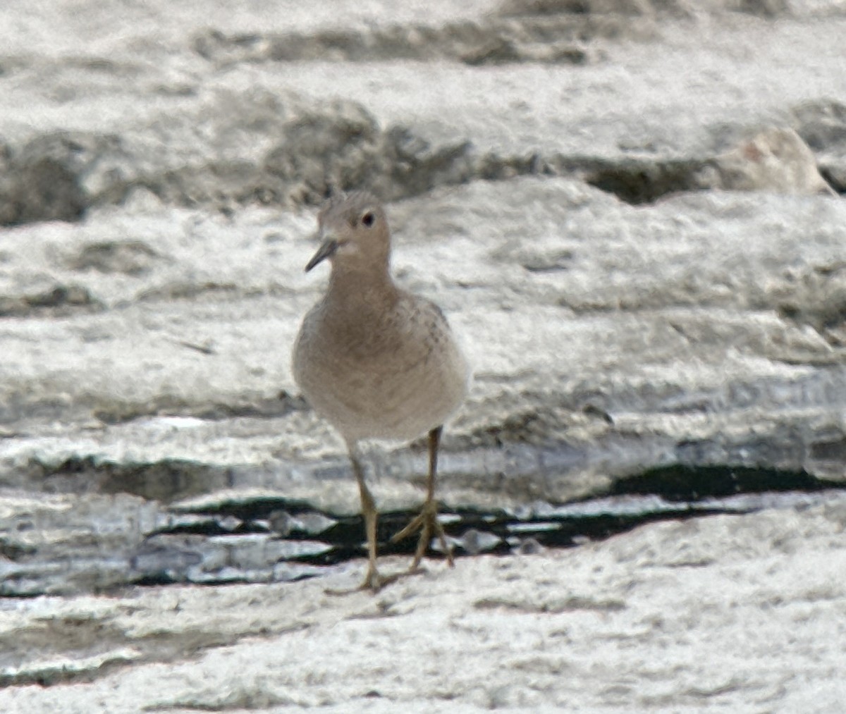 Buff-breasted Sandpiper - ML608730704