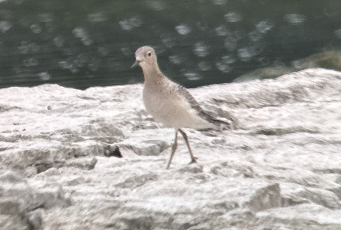 Buff-breasted Sandpiper - ML608730705