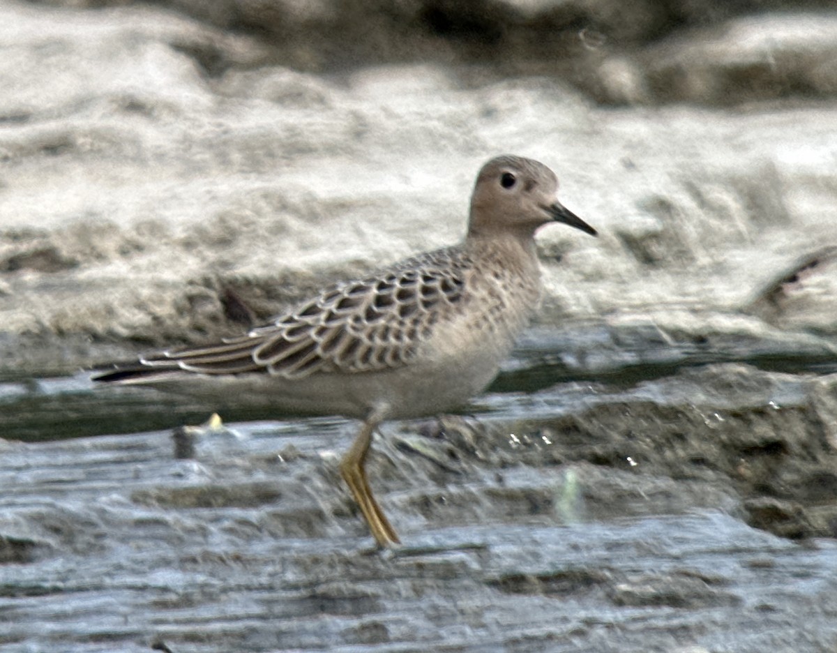 Buff-breasted Sandpiper - ML608730706