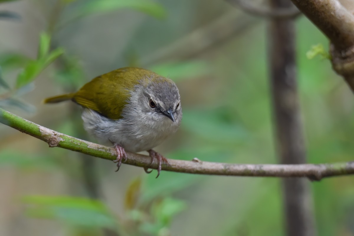 Green-backed Camaroptera - Regard Van Dyk