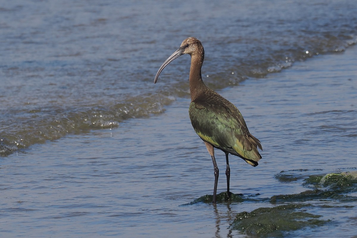 White-faced Ibis - ML608730739