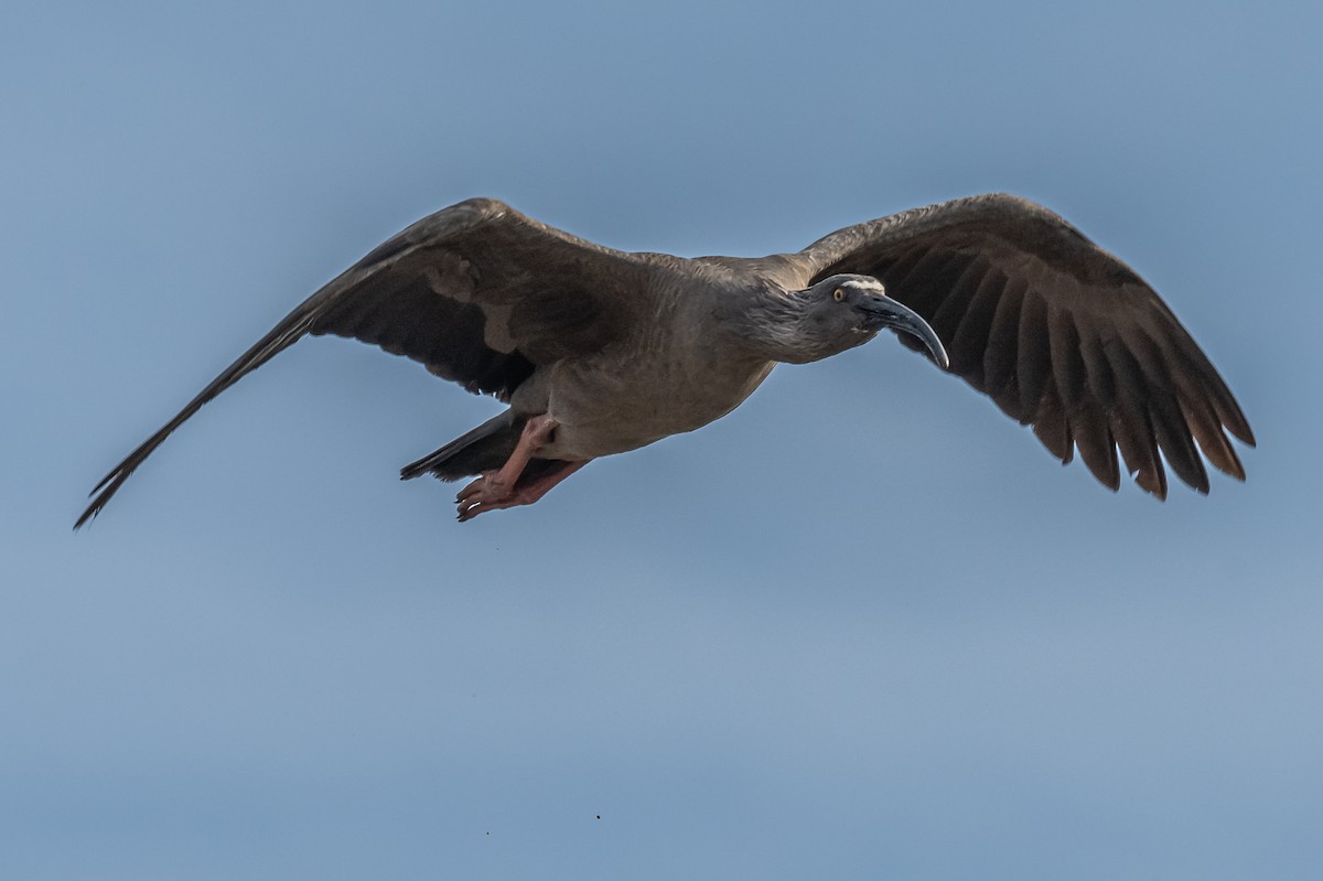 Plumbeous Ibis - Amed Hernández