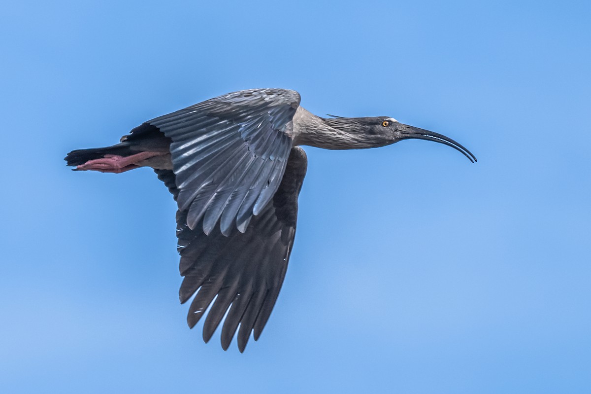 ibis běločelý - ML608730839