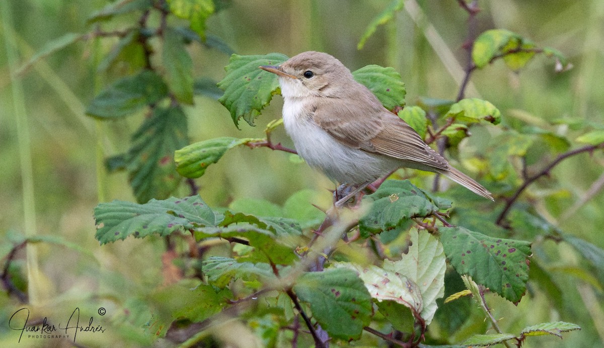 Booted Warbler - Juan Carlos Andrés