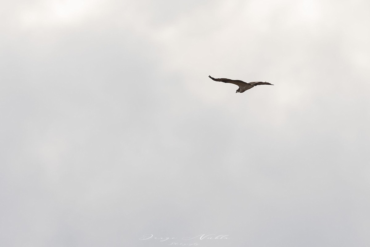 Osprey - ML608730873