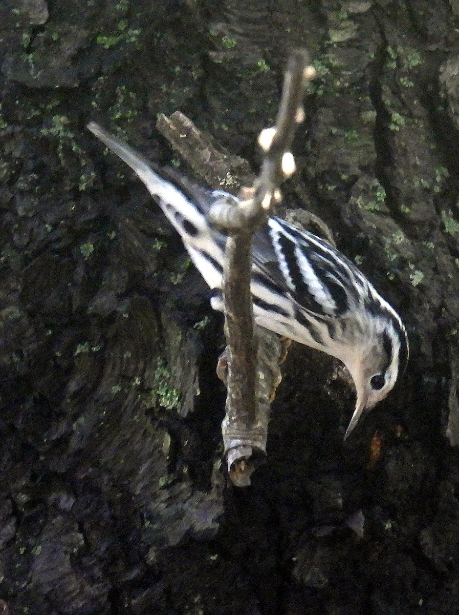 Black-and-white Warbler - ML608730876