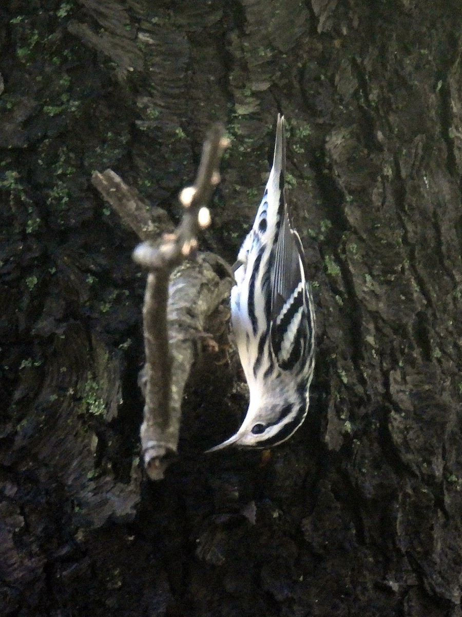 Black-and-white Warbler - ML608730877