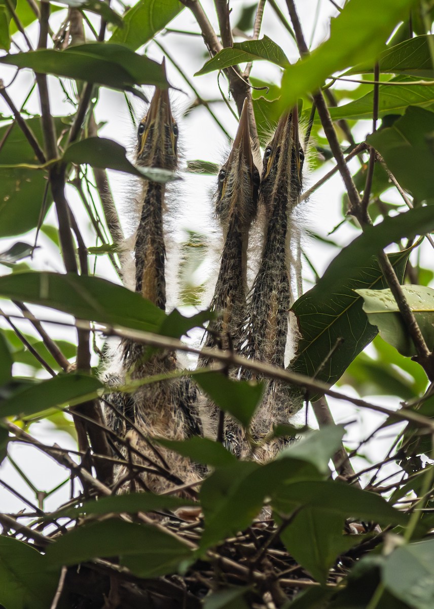 Black Bittern - ML608730883