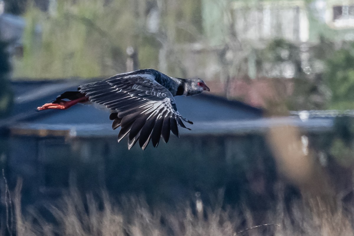 Southern Screamer - ML608731040