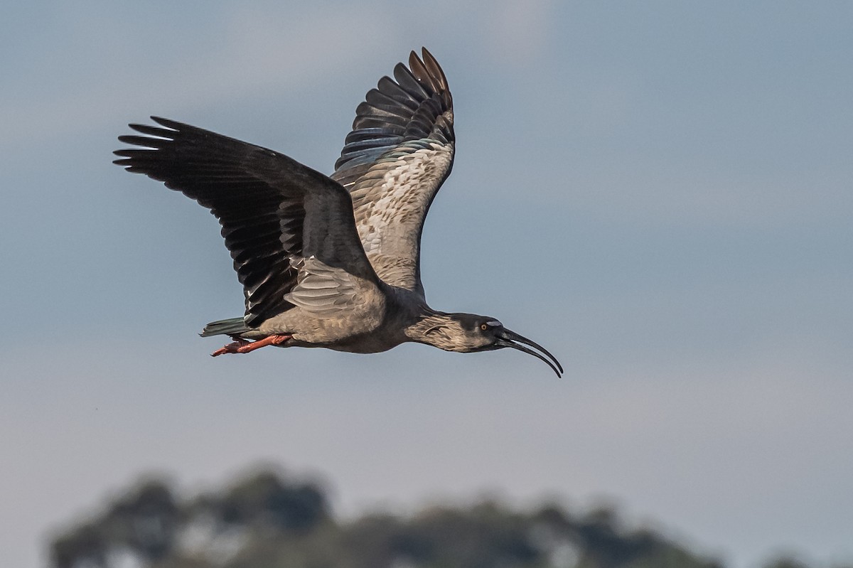 ibis běločelý - ML608731049