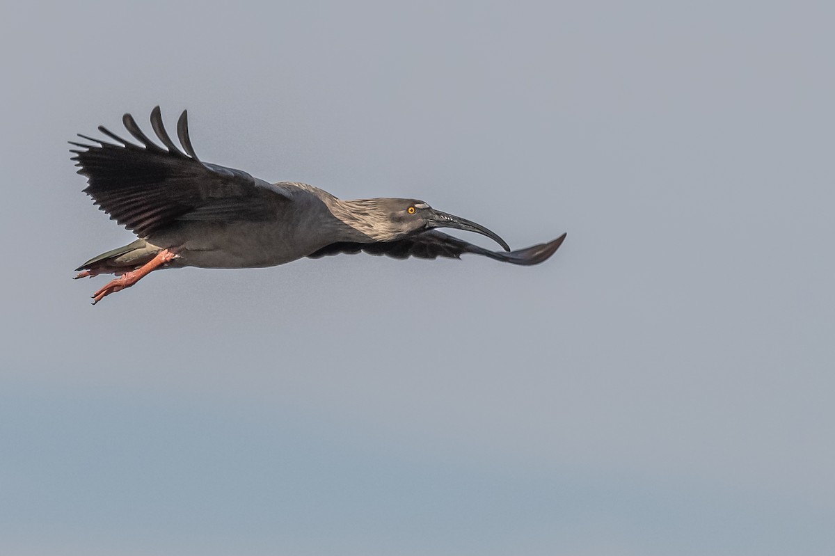 Plumbeous Ibis - ML608731062