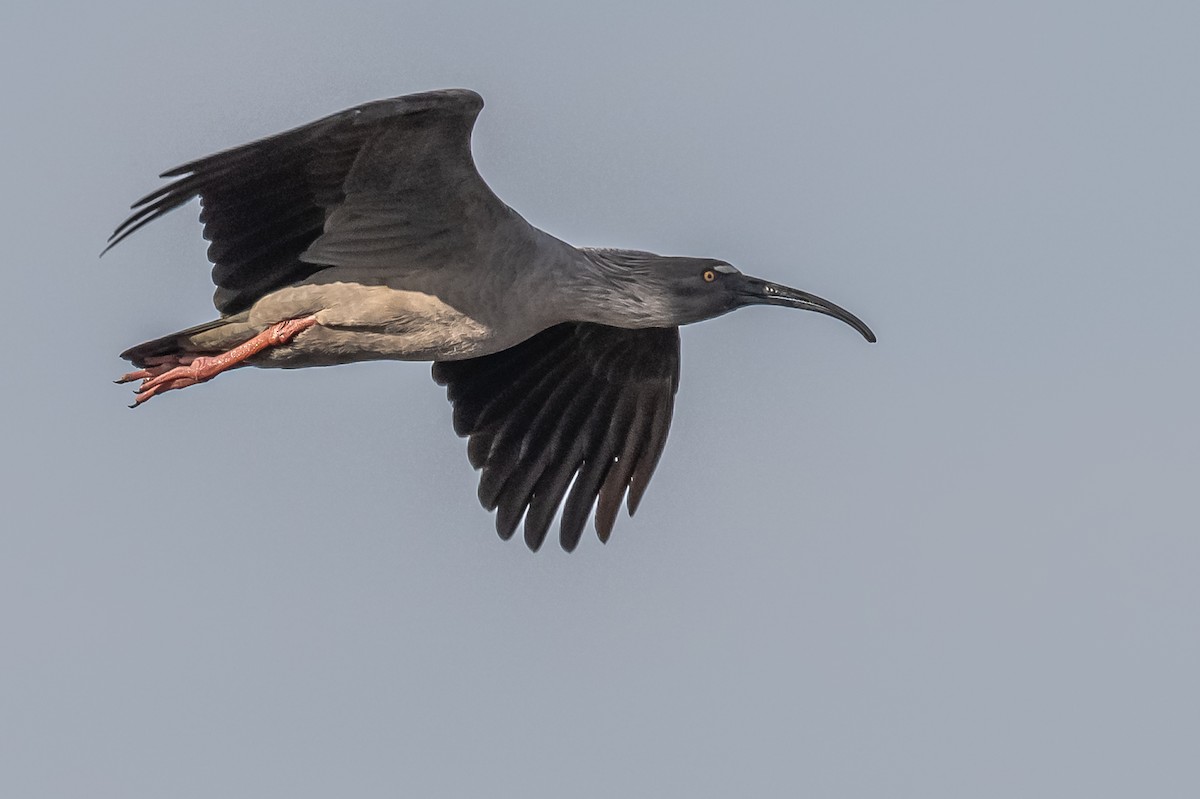 Plumbeous Ibis - ML608731066