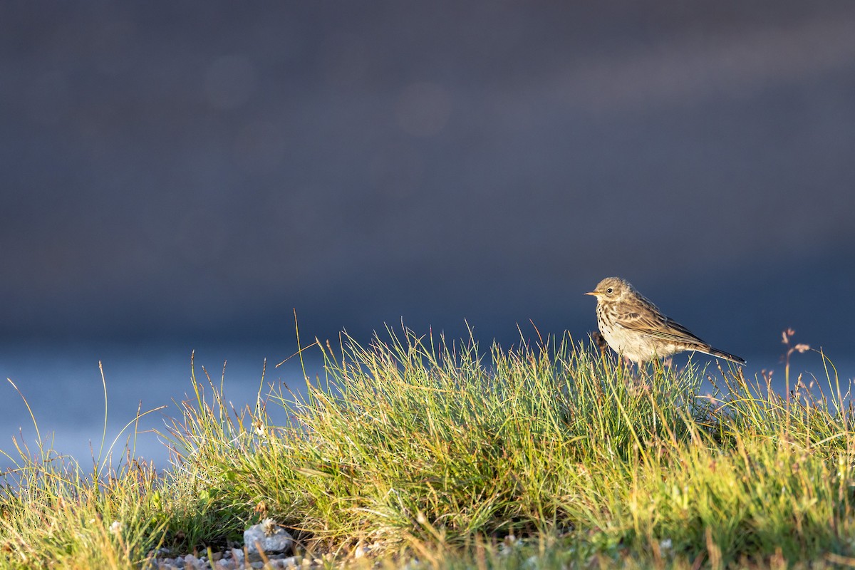 Water Pipit (Western) - Ana Paula Oxom