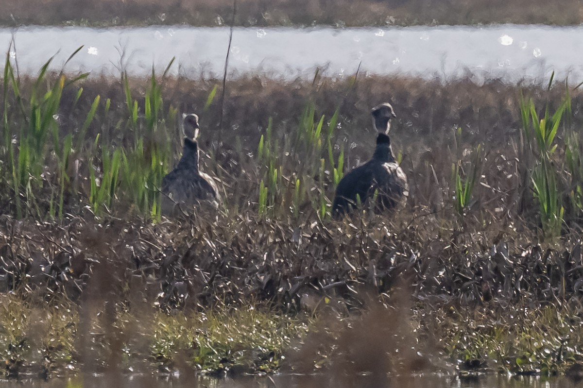 Southern Screamer - ML608731255