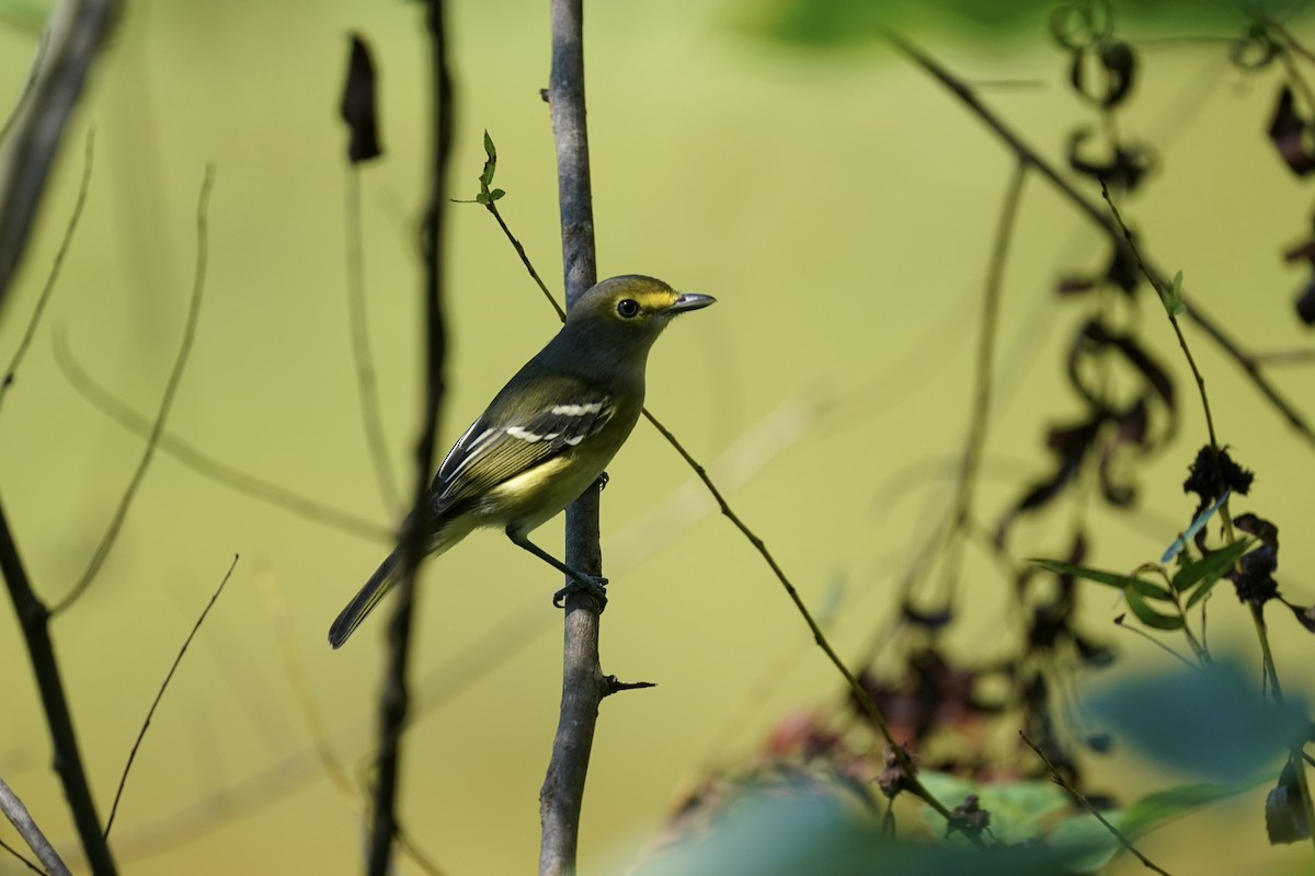 Ak Gözlü Vireo - ML608731344