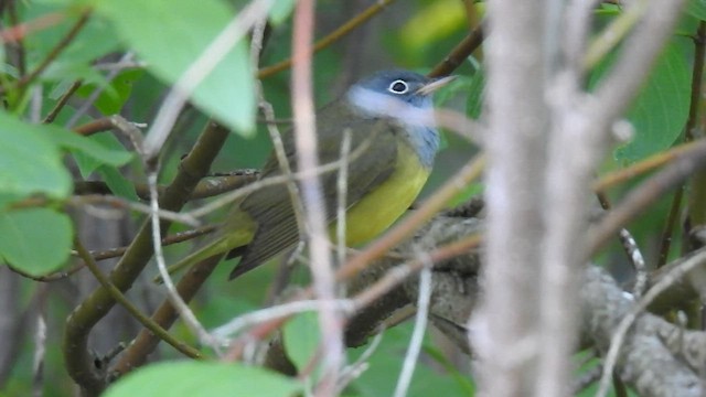 Connecticut Warbler - ML608731371