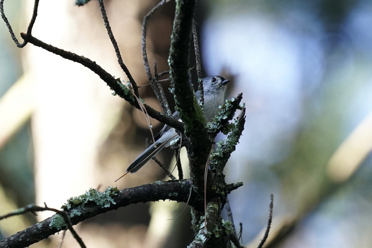 Tufted Titmouse - ML608731374