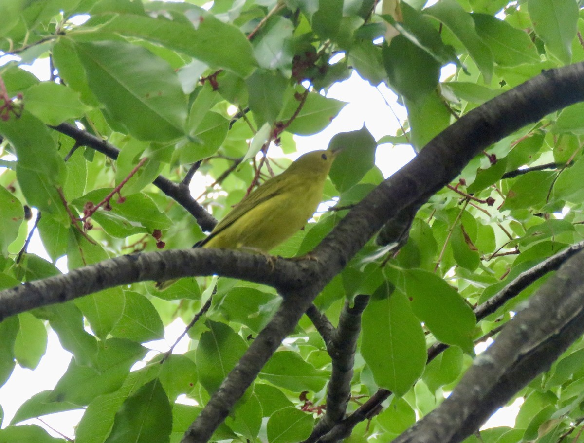 Yellow Warbler - Randy Bumbury