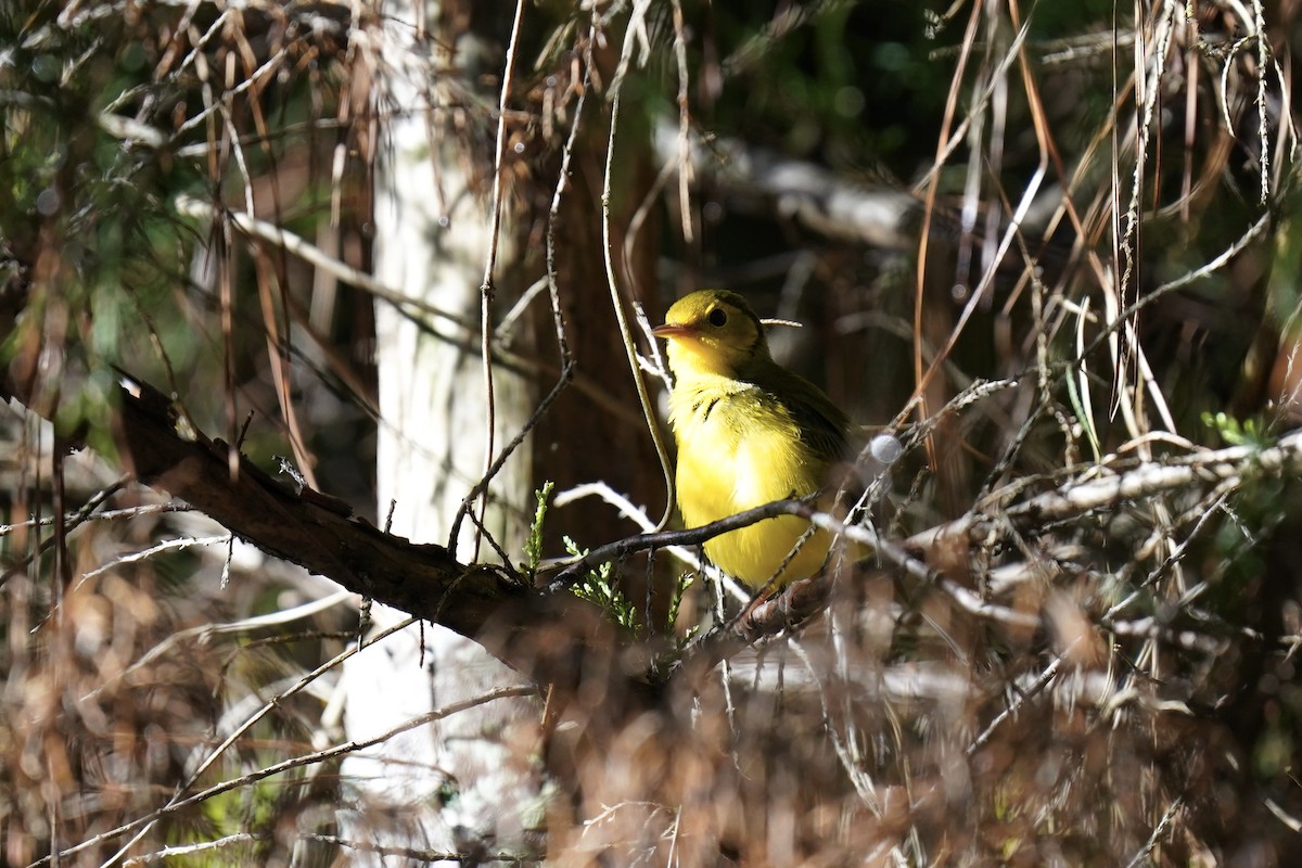 Hooded Warbler - ML608731474