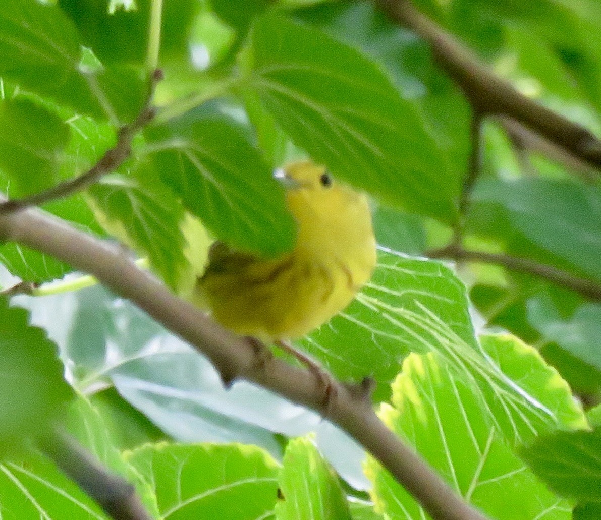 Yellow Warbler - Randy Bumbury