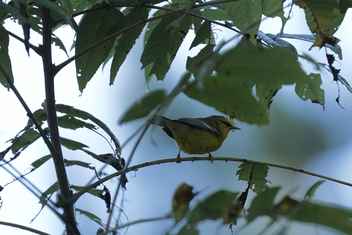 Blauflügel-Waldsänger - ML608731496