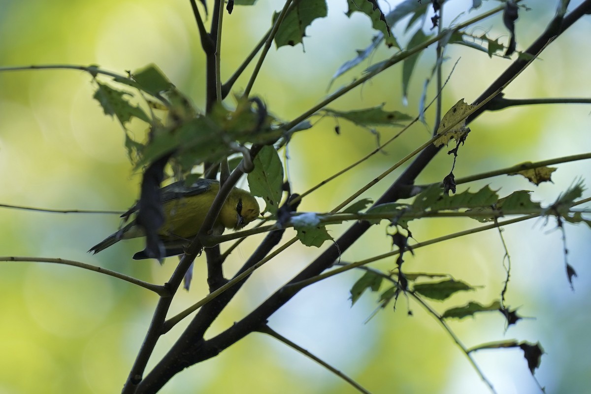 Blue-winged Warbler - ML608731520