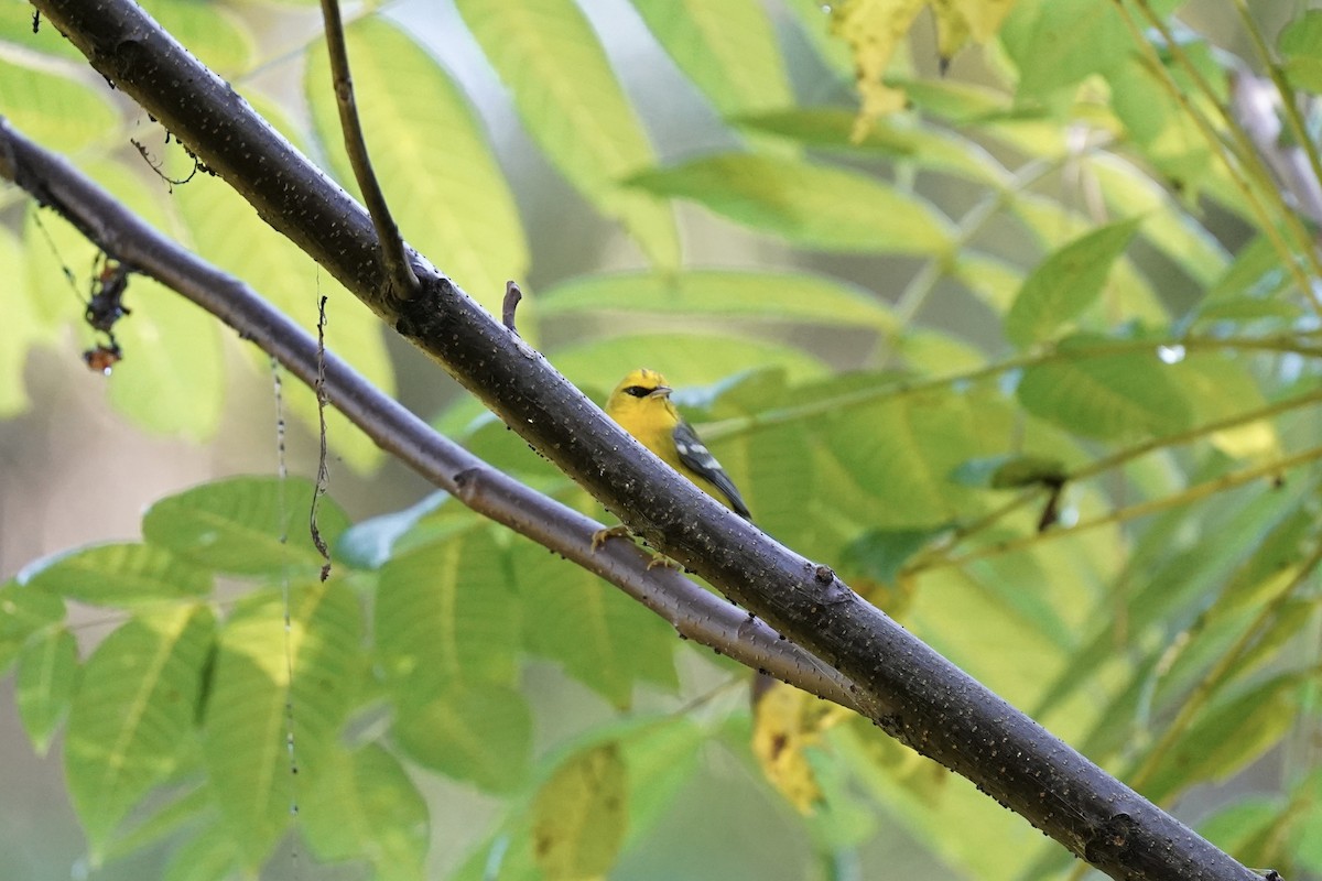 Blue-winged Warbler - ML608731521