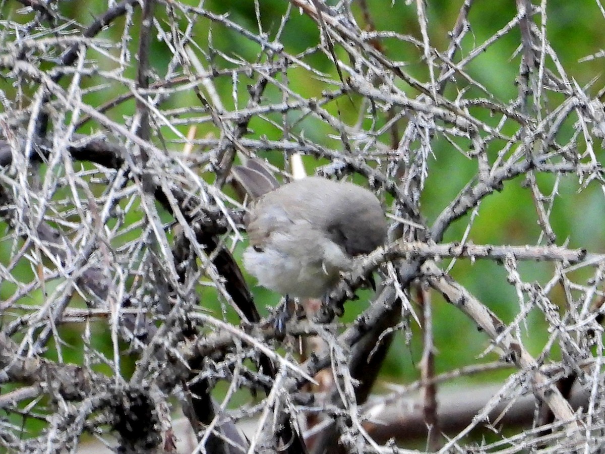 Lesser Whitethroat (Hume's) - Kalpesh Gaitonde