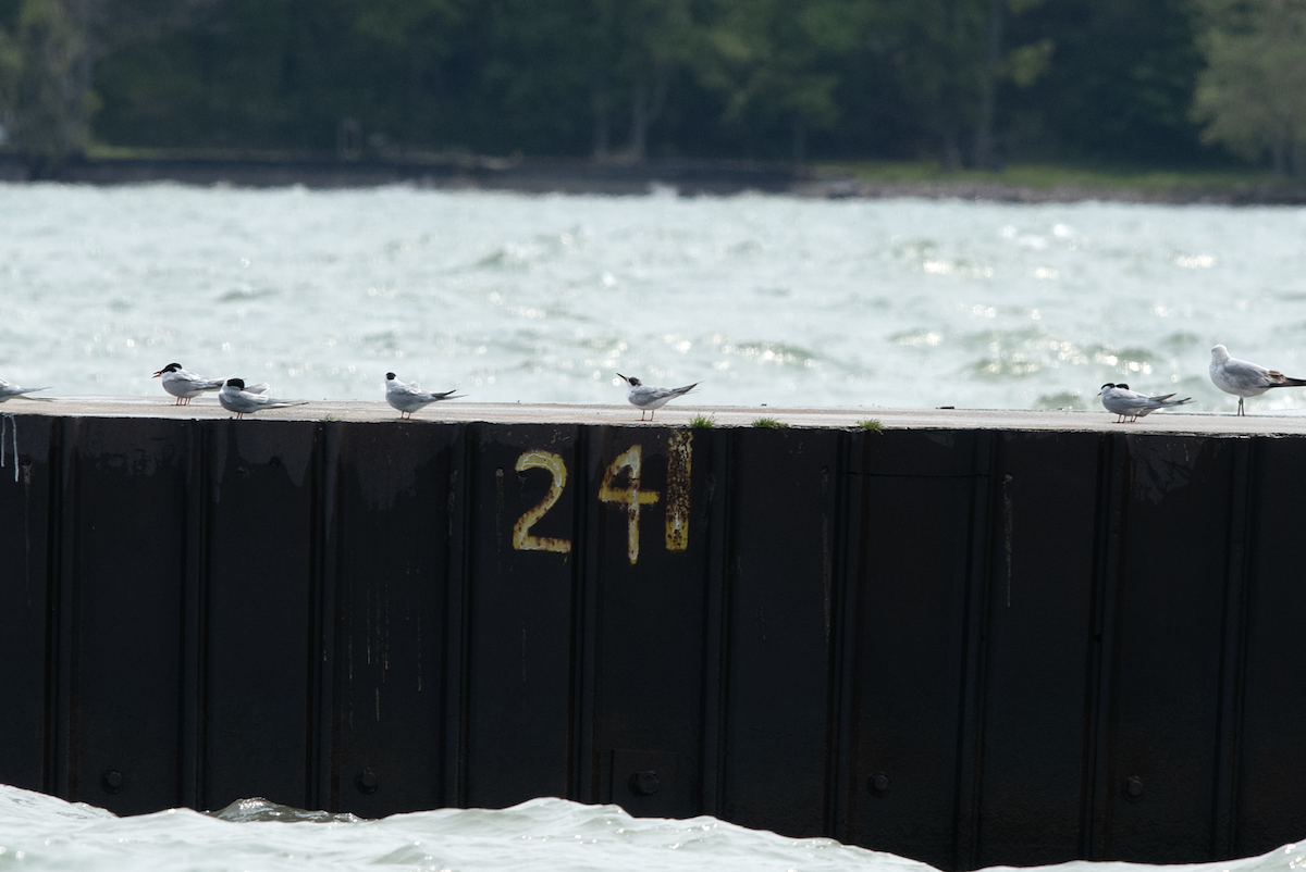 rybák severoamerický - ML608731586