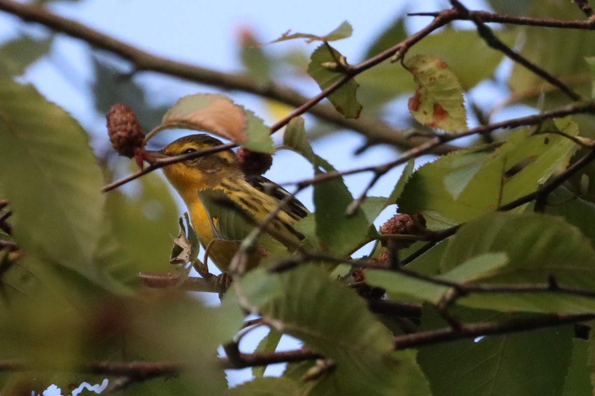 Blackburnian Warbler - ML608731612