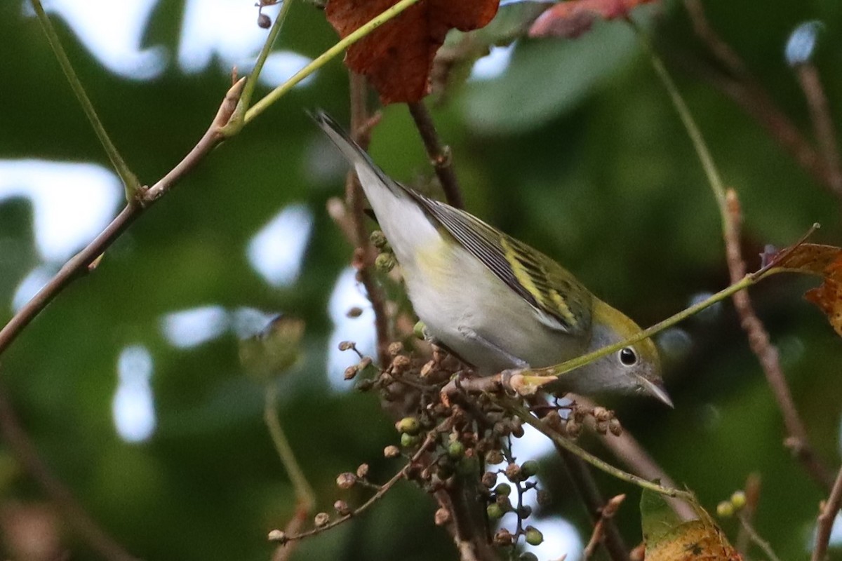 Chestnut-sided Warbler - ML608731632