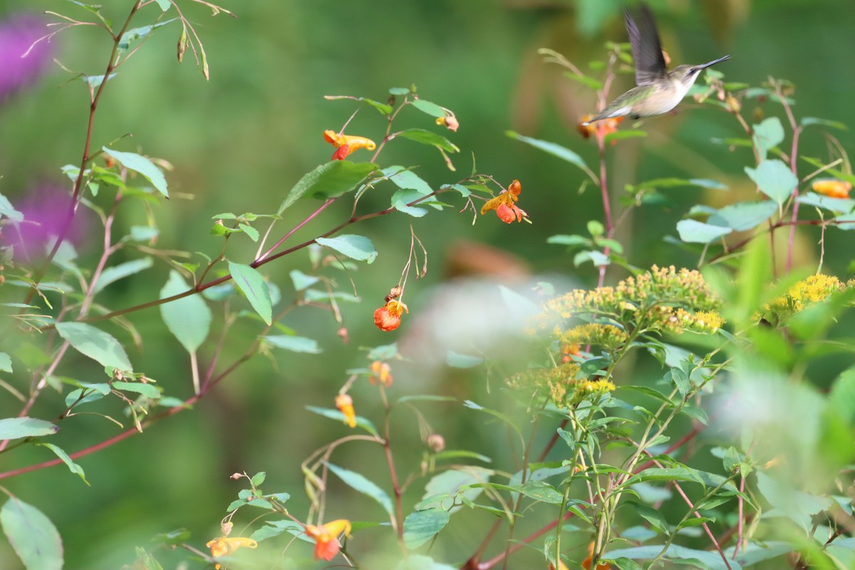 Colibri à gorge rubis - ML608731656