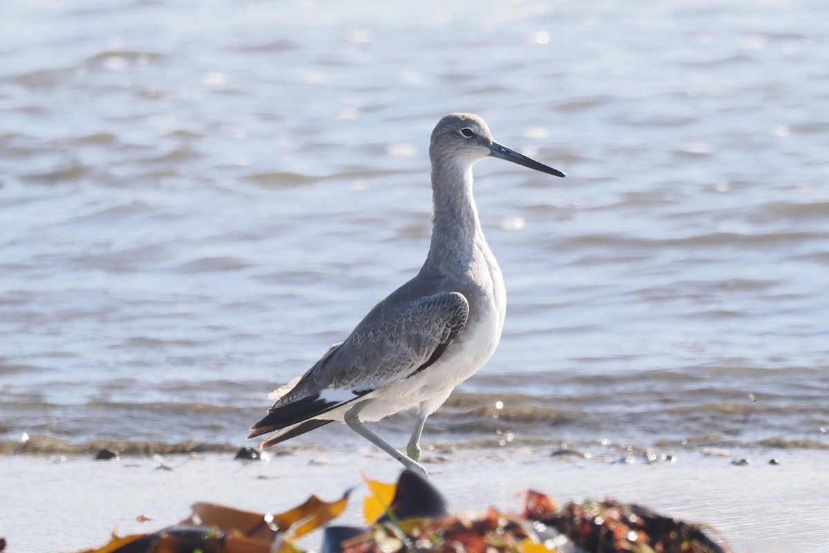 Willet - ML608731665