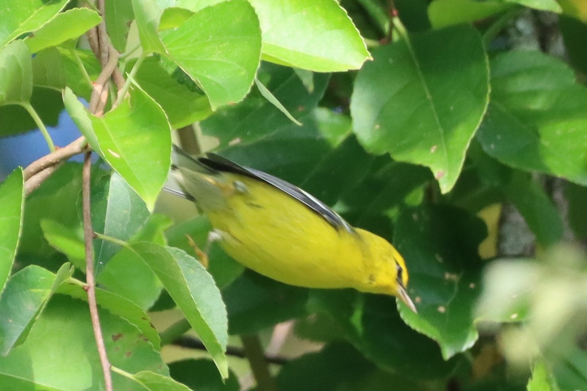 Blue-winged Warbler - ML608731682