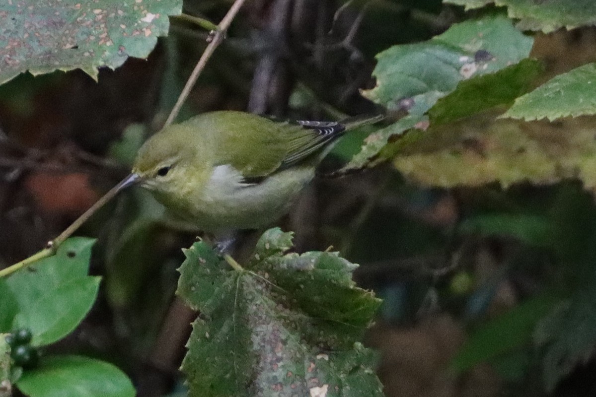 Tennessee Warbler - ML608731716