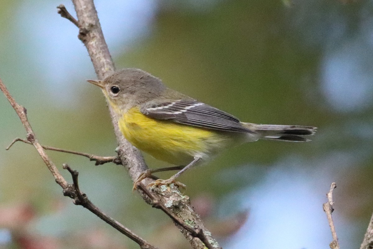 Magnolia Warbler - ML608731738