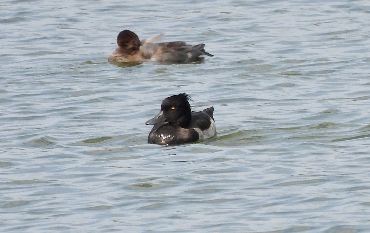Tufted Duck - ML608731809