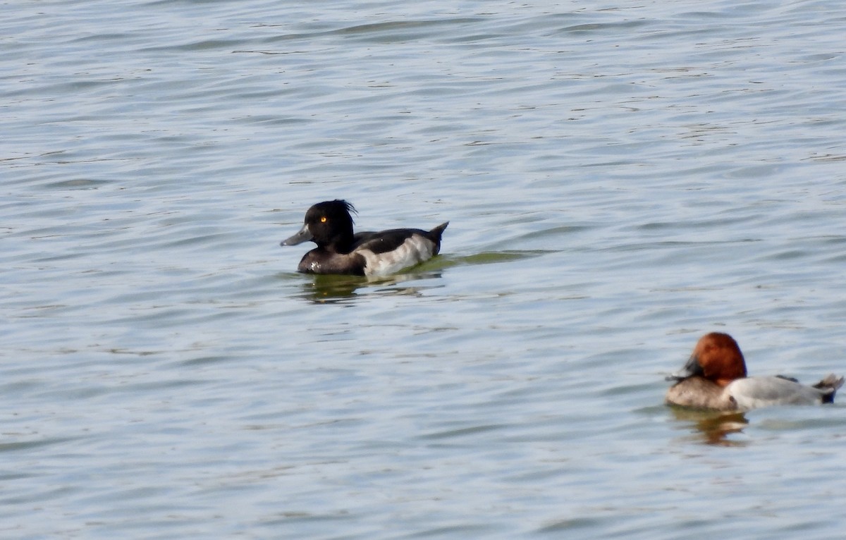 Tufted Duck - ML608731814