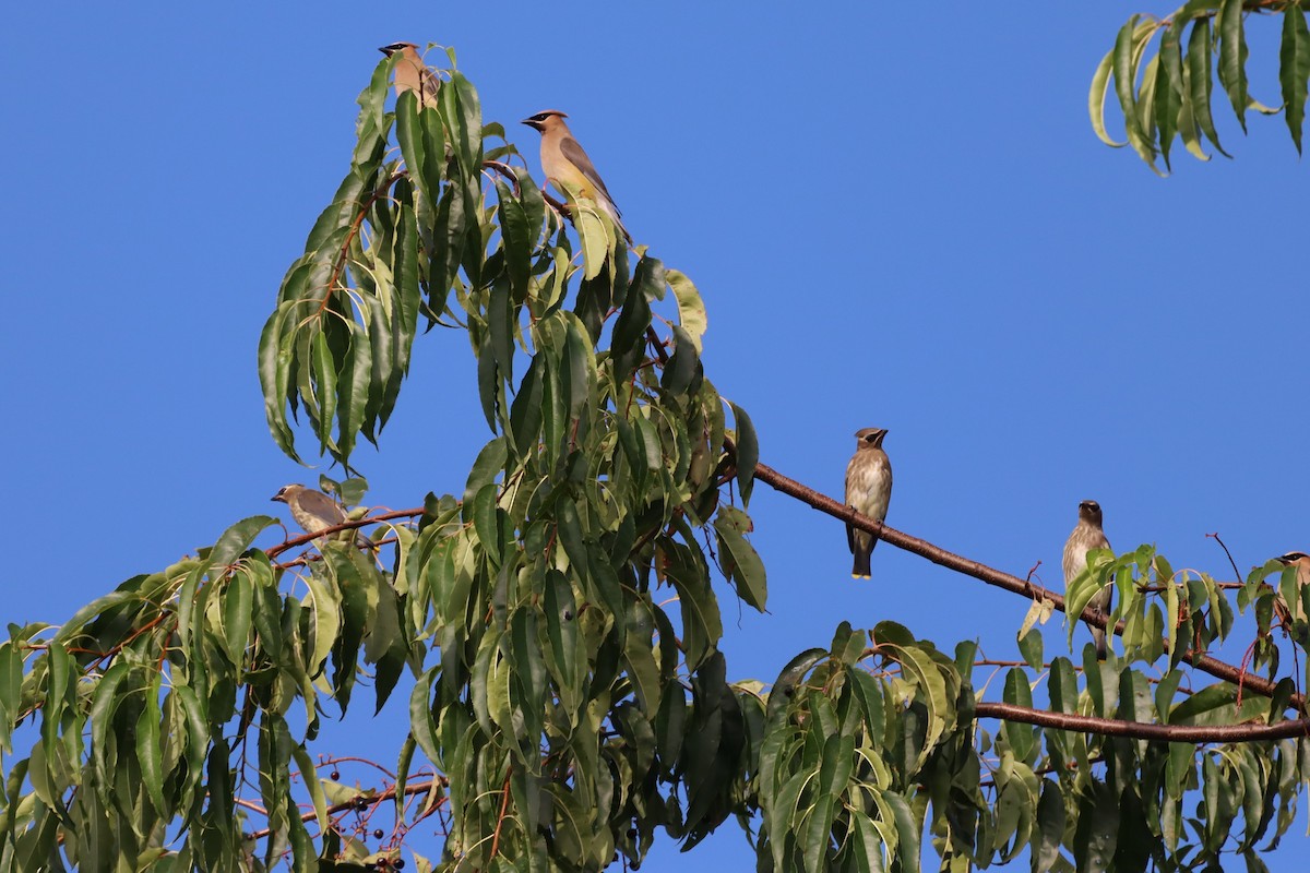 Cedar Waxwing - ML608731818