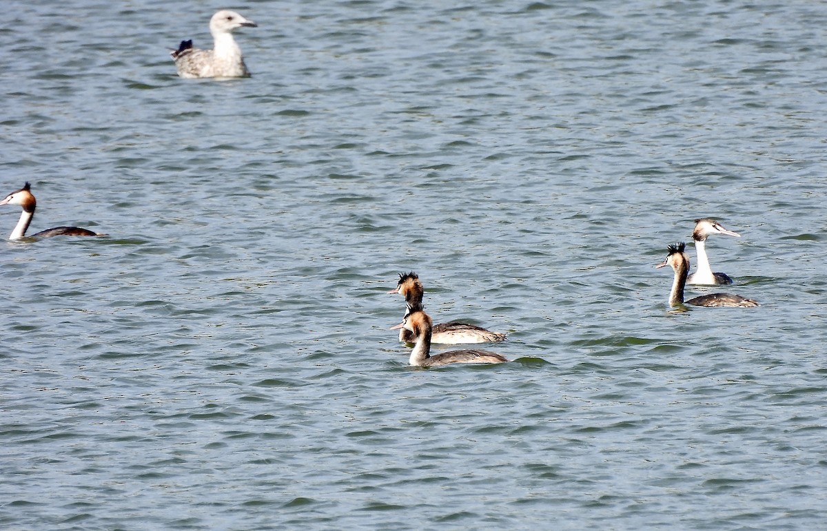 Great Crested Grebe - ML608731824