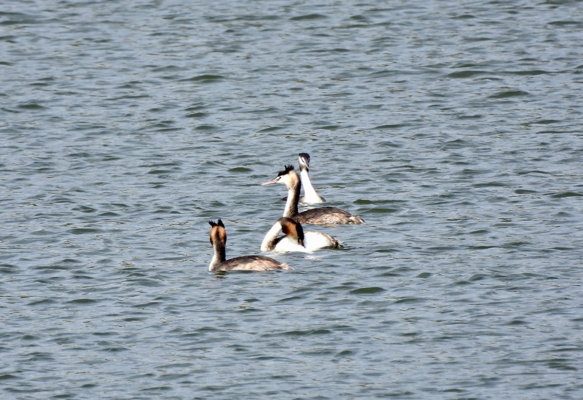 Great Crested Grebe - ML608731829