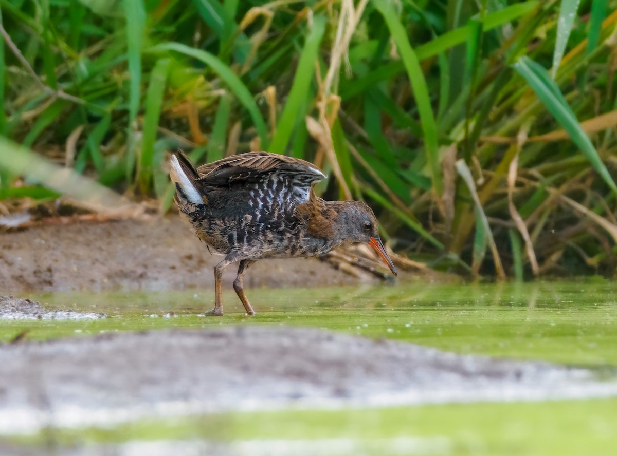 Water Rail - Olaf Solbrig