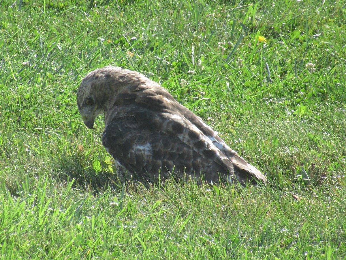 Red-tailed Hawk - Rena Sherring