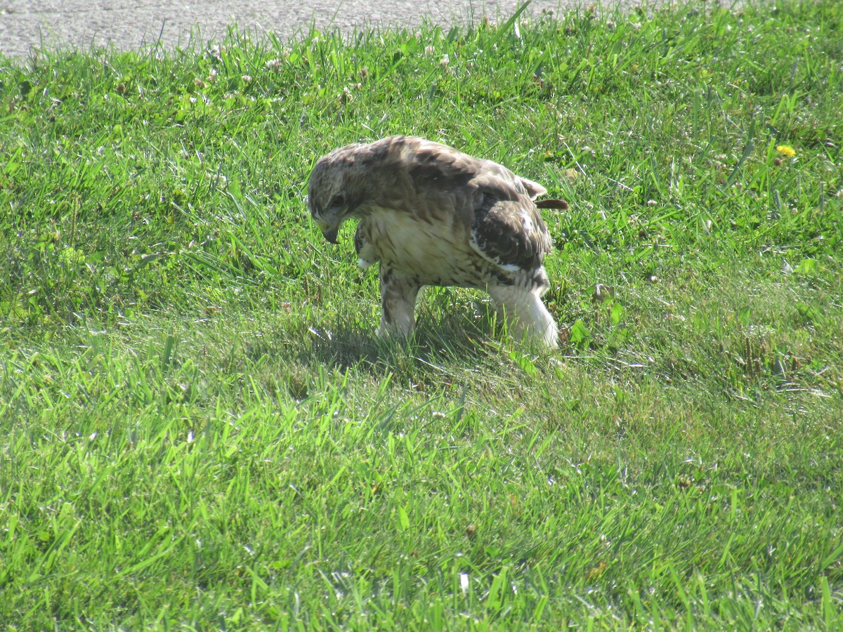 Red-tailed Hawk - Rena Sherring