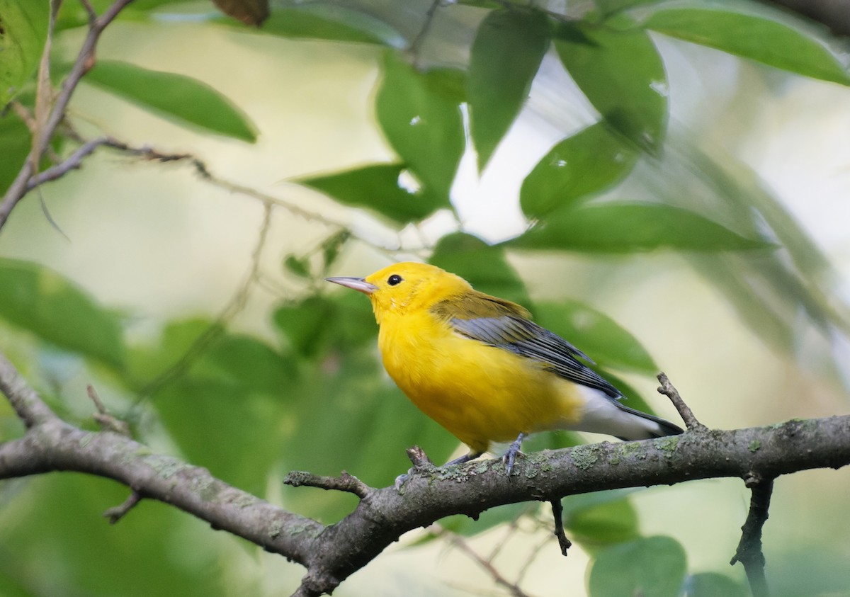 Prothonotary Warbler - ML608731934