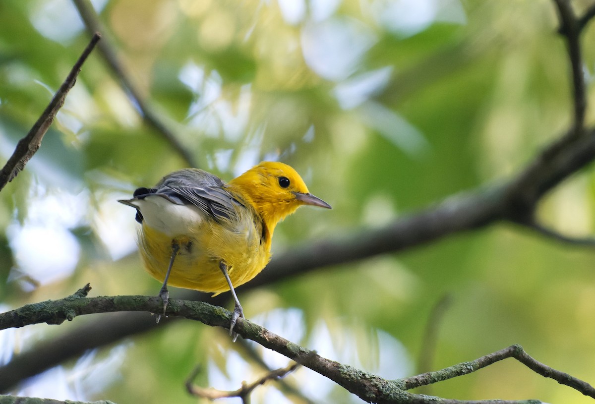 Prothonotary Warbler - ML608731935