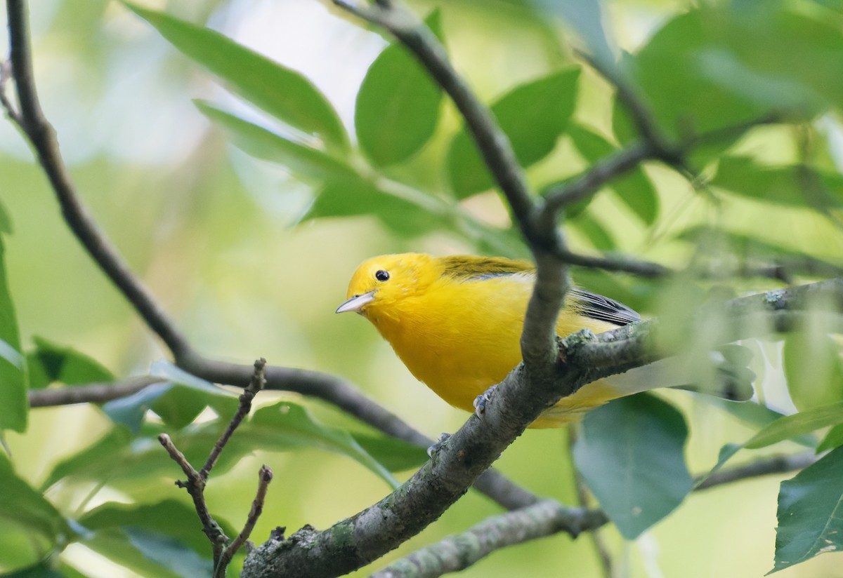 Prothonotary Warbler - ML608731936